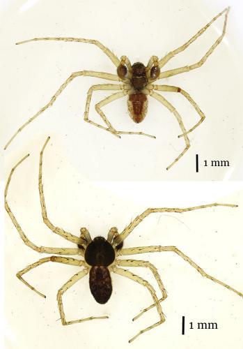 Philodromus dispar